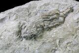 Fossil Crinoid - Keokuk Formation, Missouri #157195-1